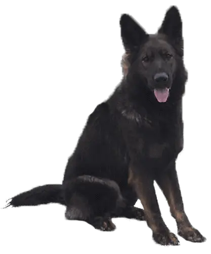 long coat german shepherds