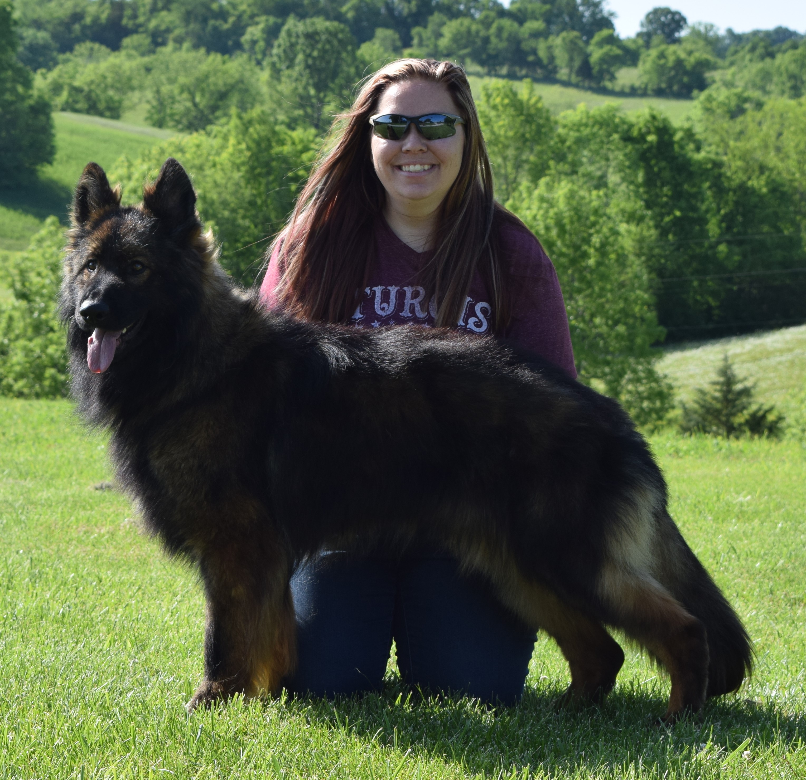 black german shepherd puppy for sale