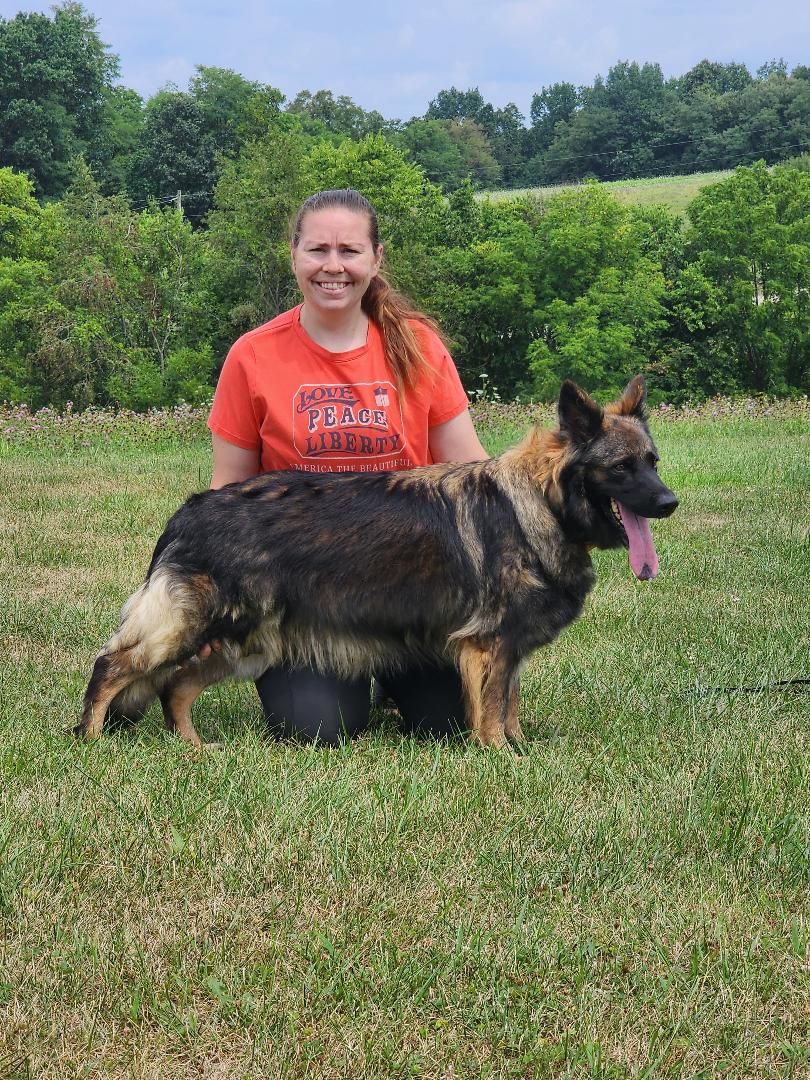 long coat german shepherd puppies for sale