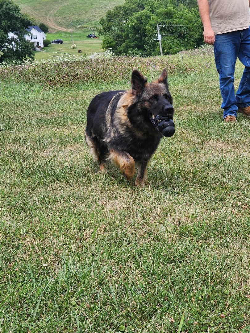 long coat german shepherd puppies for sale