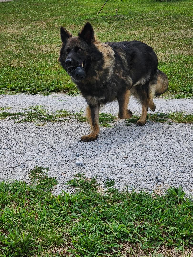 long coat german shepherd puppies for sale