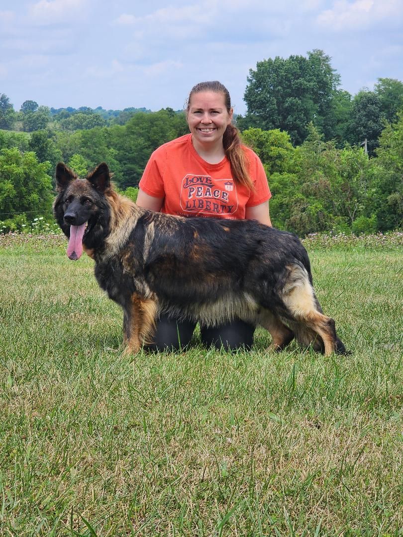 long coat german shepherd puppies for sale