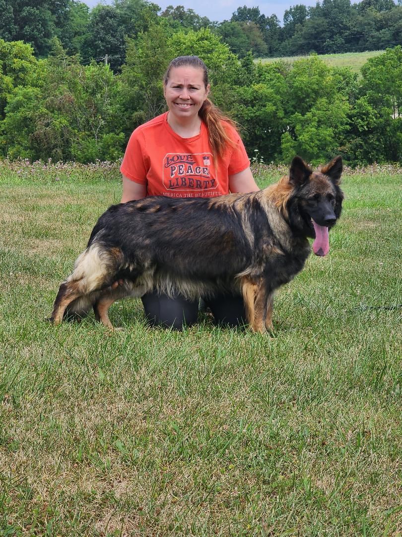 long coat german shepherd puppies for sale