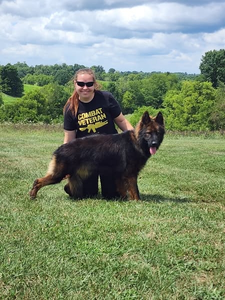 long coat german shepherds